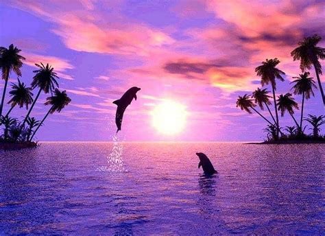 Discover more than 80 sunset cute dolphin wallpaper latest - in.coedo ...