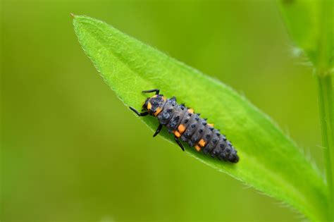 Recognizing Ladybug Larvaes and Beneficial Garden Bugs