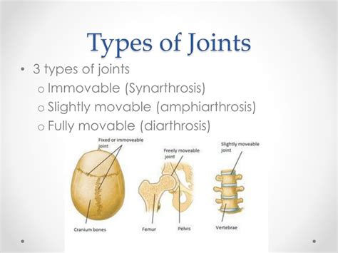 Types Of Diarthrosis Joints