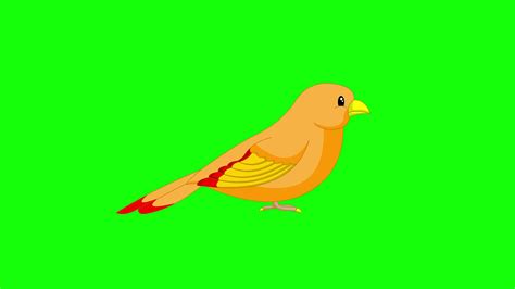 Cartoon Green Screen - Animals - Bird Canaries 2D Animation 3675603 ...