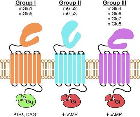 Exciting Times beyond the Brain: Metabotropic Glutamate Receptors in ...