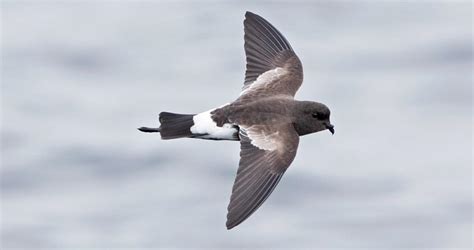 Wilson's Storm-Petrel Overview, All About Birds, Cornell Lab of Ornithology