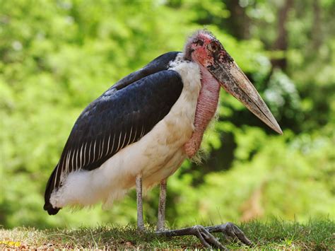 8 Weird Birds From All Over the World