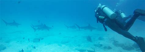 Scuba-Diving in the Galapagos Islands - Galapagos Safari Camp