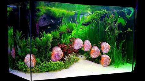 Planted Discus Tank by Paul Grand. Long Video Version. Enjoy - YouTube ...