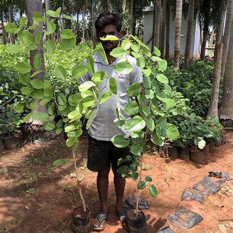 Pterocarpus Santalinus (Red Sandal) - Gowthami Nursery