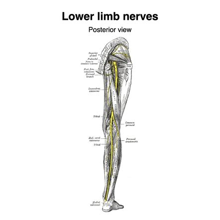 Deep peroneal nerve | Radiology Reference Article | Radiopaedia.org