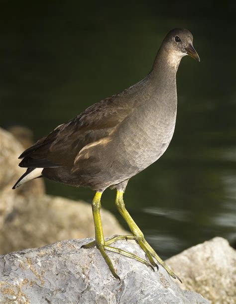 Common moorhen Photograph by Vyacheslav Isaev | Fine Art America