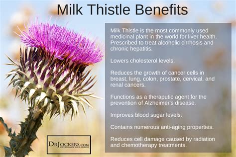 6 Ways Milk Thistle Improves Your Health - DrJockers.com