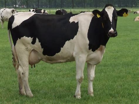 Holstein Friesian cattle - Alchetron, the free social encyclopedia