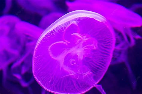 Purple Moon Jellyfish On Dark Background Tropic Oceanography Light ...