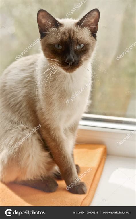 Thai siamese cat — Stock Photo © on-the-rhythm #160926932