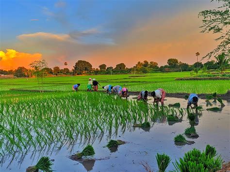 Best 500+ Paddy Field Pictures | Download Free Images on Unsplash