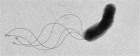 After 50 Years, Scientists Finally Figure Out How Bacteria Actually ...