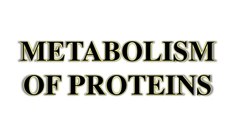 SOLUTION: Chap 28 metabolism of proteins - Studypool