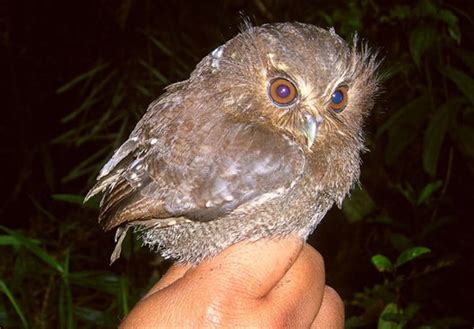 Tiny rare owl spotted in Peru reserve