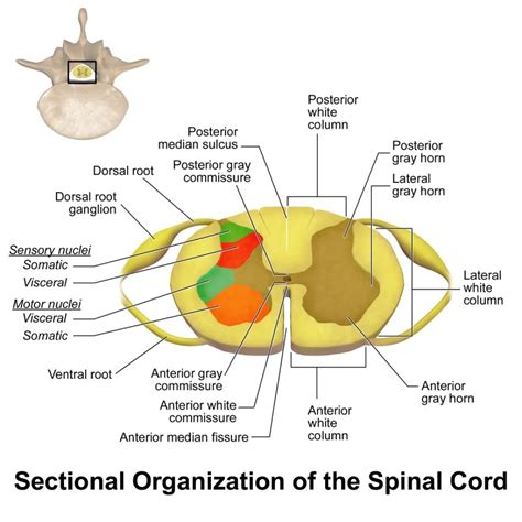 Traumatic Spinal Cord Injury - Symptoms, Treatment - Rxharun