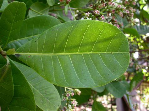 Anacardium occidentale (Anacardiaceae) image 20382 at PhytoImages.siu.edu