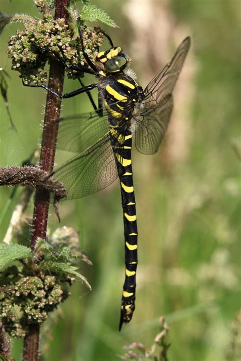 Golden-ringed Dragonfly - Thames Basin Heaths