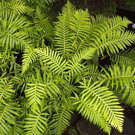 How to grow ferns from spores - GardenDrum