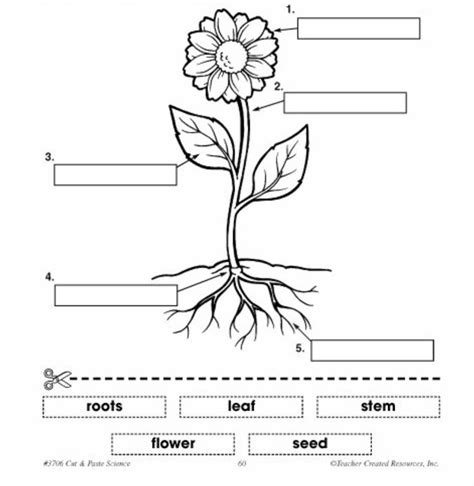 Awesome Parts Of A Flowering Plant Diagram To Label And View | Parts of ...