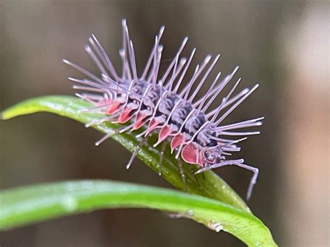 Isopods (Order Isopoda) · iNaturalist