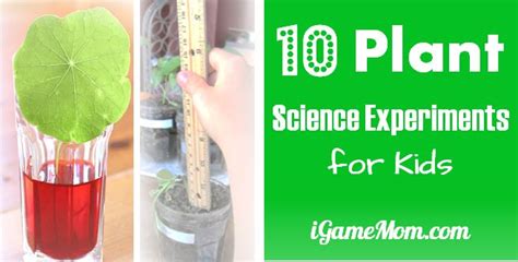 Plant Growth Experiments For Kids | Kids Matttroy