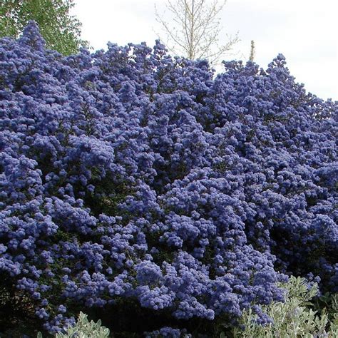 Ceanothus 'Puget Blue' (Amerikaanse sering) | De Tuinen van Appeltern