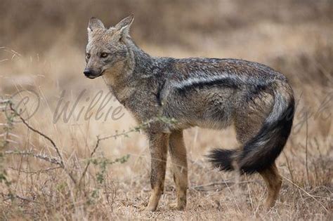 Side-striped Jackal (Canis adustus) (2) | Canis, Wild dogs, Jackal