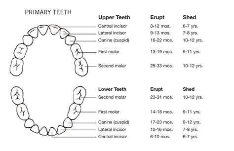 Primary Tooth Chart Printable - Printable Word Searches