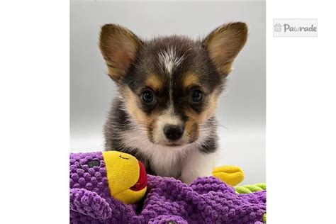 Pippi - Pembroke Welsh Corgi Puppy C8F0B2 | Pawrade