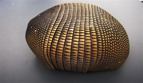 Phylum Chordata; Subphylum Vertebrata Part 1 | Armadillo, Texture, Shapes