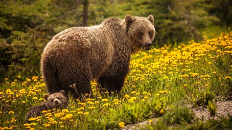 Explainer: Black bear or brown bear? | Science News for Students