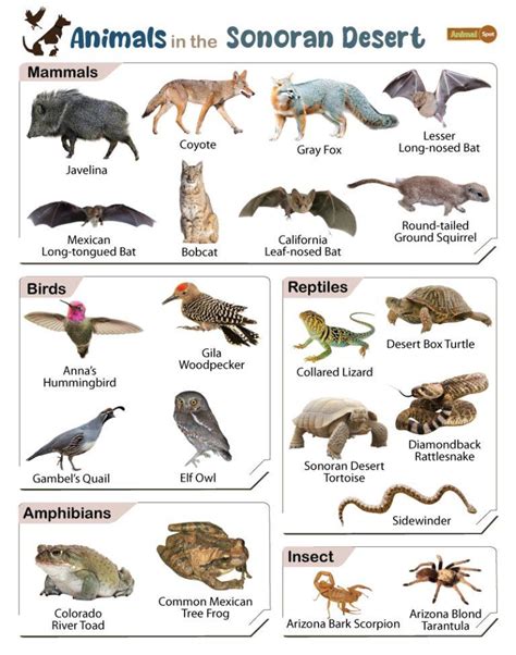 List of Animals That Live in the Sonoran Desert - Facts With Pictures