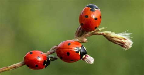 Ladybug Symbolism, Dreams, and Messages | Spirit Animal Totems