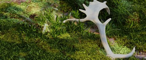 Fallow deer antlers 8 – BlenderBoom