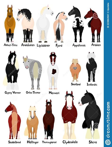 Illustration about Various popular horse breeds bundle, horses and ...