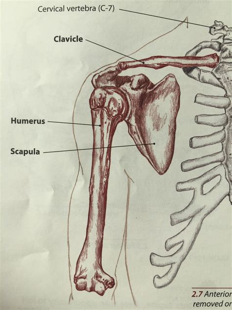 Anatomy Deltoid Tuberosity Of Humerus - Fititnoora