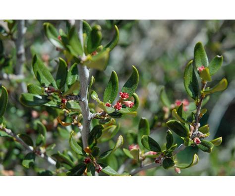 Colorado Springs Utilities Xeriscaping - Curl-leaf Mountain Mahogany