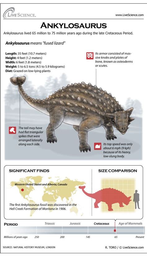 Ankylosaurus: Facts About the Armored Lizard | Dinosaur facts, Dinosaur ...