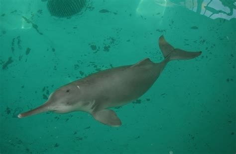 Ganges River Dolphin – "OCEAN TREASURES" Memorial Library