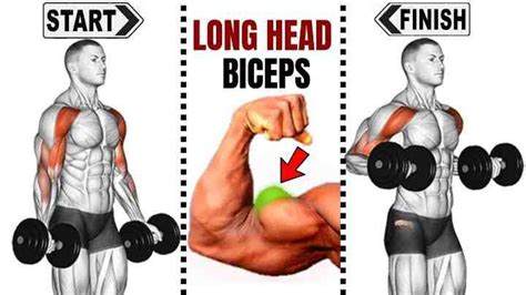 Defined Biceps