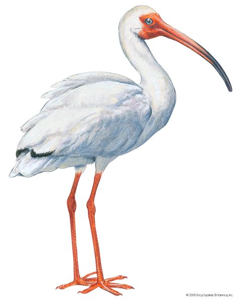 White ibis | bird | Britannica