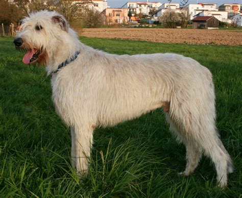 Fav breed of dog ... Irish Wolfhound :) | Lobero irlandés, Perro lobo ...