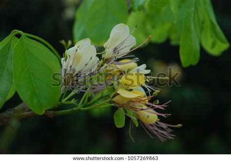 Crateva Religiosa Gforstperennial Leaf Blade Leaves Stock Photo ...