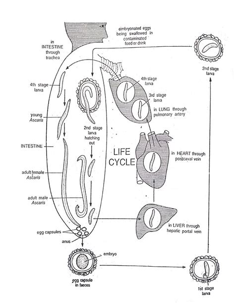 Life cycle of ascaris lumbricoides diagram – Artofit