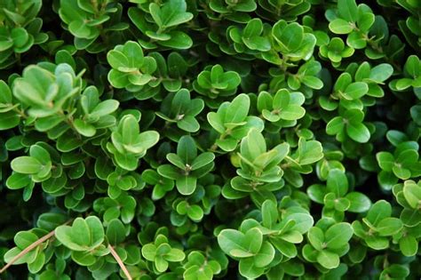 Types Of Boxwood Shrubs