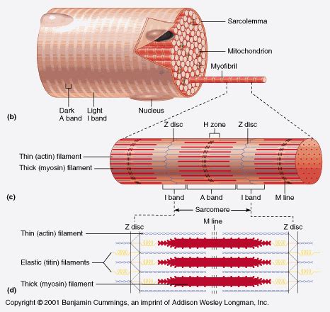 Skeletal Muscle Anatomy Diagram