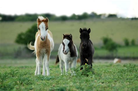 Home ⋆ Little America Miniature Horses