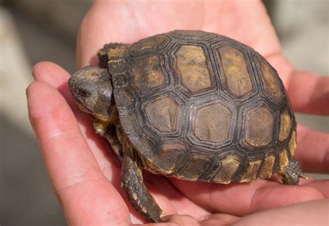 Baby Gopher Tortoise! – what Was, what Is, and what Will Be